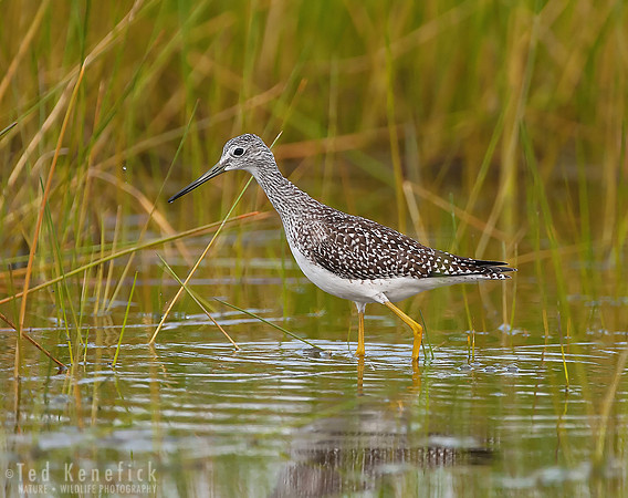 Greater Yellowlegs, Midway Beach, Washington