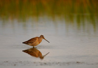 Quiet Pond on Migration, Short-billed Dowitcher, Midway Beach, Washington