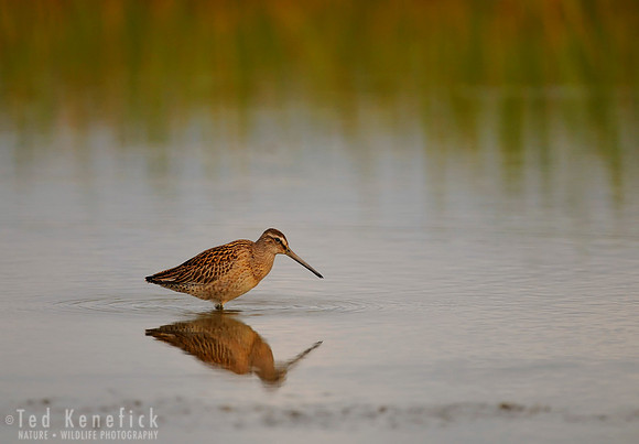 Quiet Pond on Migration, Short-billed Dowitcher, Midway Beach, Washington