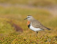 Rufous-chested Dotterel - Sea Lion Island, Falkland Islands