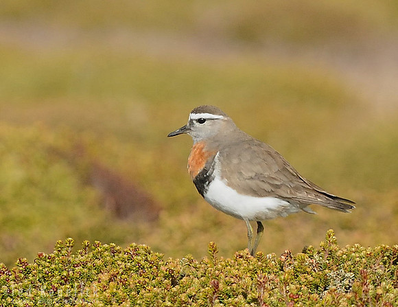 Rufous-chested Dotterel - Sea Lion Island, Falkland Islands