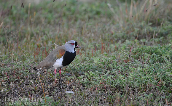 Southern Lapwing in Heather