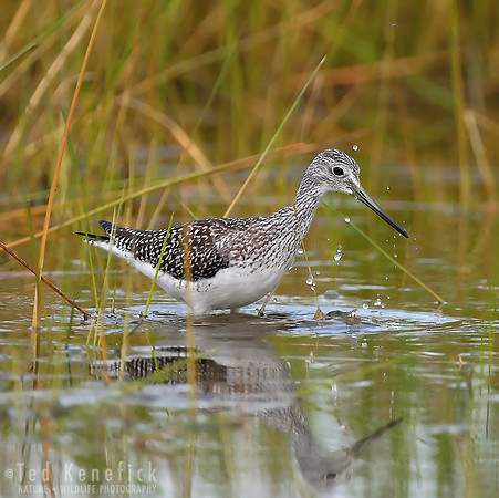 Greater Yellowlegs - 2 , Midway Beach, Washington