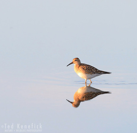 Wade -- Pectoral Sandpiper, Ocean Shores, Washington