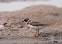 Semipalmated Plover, Oregon