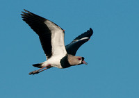 Southern Lapwing in Flight, Gualeguayachu, Argentina