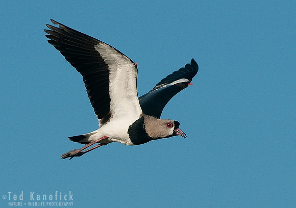 Southern Lapwing in Flight, Gualeguayachu, Argentina