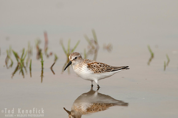 Western Sandpiper 2 - South Jetty, Columbia River, Oregon