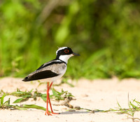 Beach Elegance, Capped Plover, Cuiaba River, The Pantanal, Brazil
