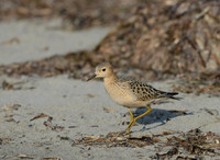 Return from the Arctic -- Buff-breasted Sandpiper, Bottle Beach, Washington