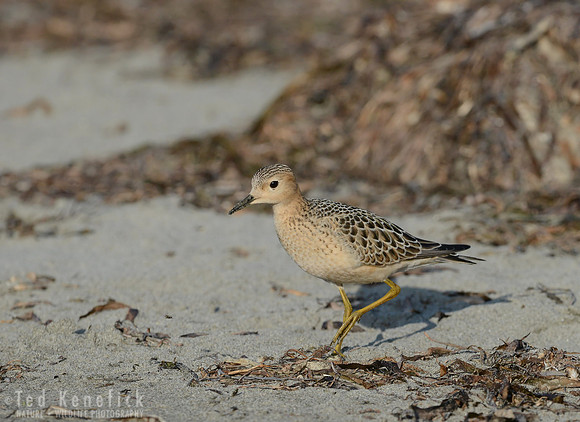 Return from the Arctic -- Buff-breasted Sandpiper, Bottle Beach, Washington
