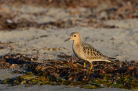 Buff-breasted Sandpiper -- Bottle Beach, Washington