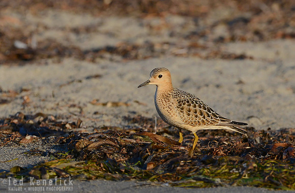 Buff-breasted Sandpiper -- Bottle Beach, Washington