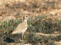 Mountain Plover, Salton Sea, California