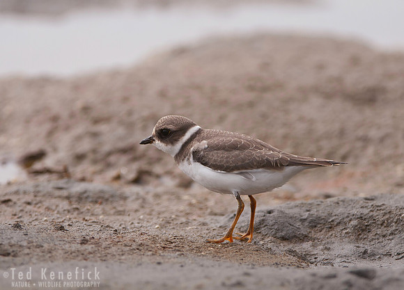 Semipalmated Plover, Oregon