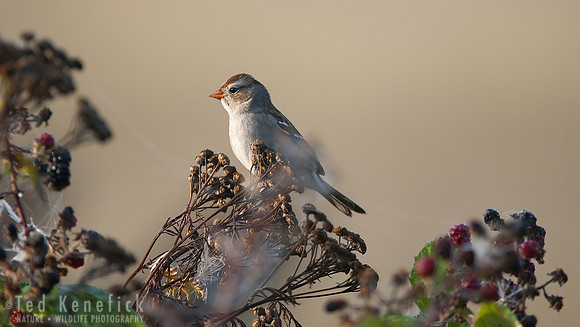 White-crowned Sparrow in Fall Blackberries