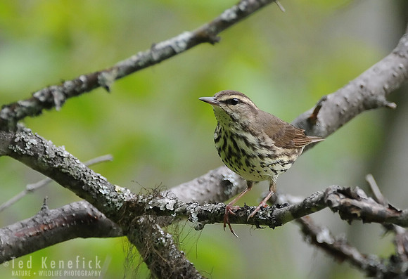 Northern Waterthrush, Okanogan County, Washington