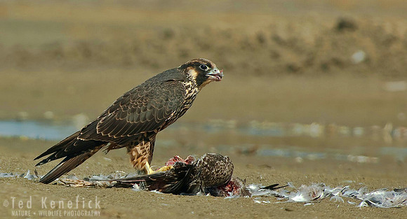 Peregrine Falcon with California Gull, Long Beach, Washington