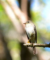 Eastern Wood-Pewee, Lind Coulee, Washington