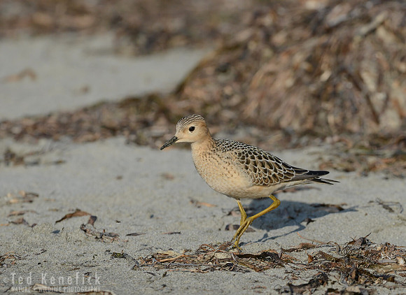 Return from the Arctic -- Buff-breasted Sandpiper, Bottle Beach, Washington