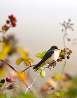 Autumn Barn Swallow, Port Susan, Washington