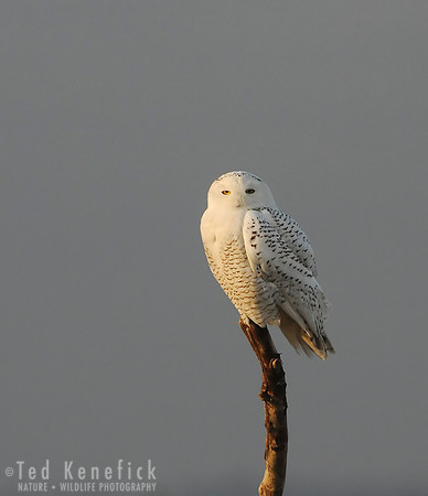 Winter Glowing White -- Snowy Owl, Ocean Shores Washington