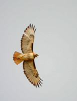 Cry from Above - Red-tailed Hawk, Washtucna, Washington
