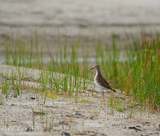 Pectoral Sandpiper, Pacific County, Washington