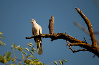 Eurasian Collared-Dove, Washtucna, Washington