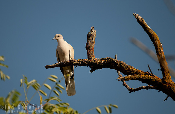 Eurasian Collared-Dove, Washtucna, Washington