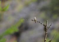 Flycatcher and Spring Rain -- Okanogan County, Washington