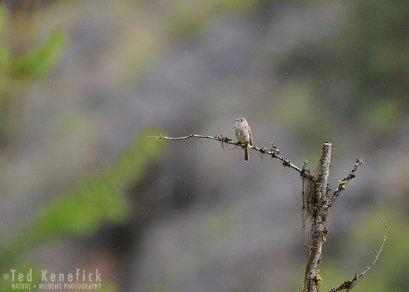 Flycatcher and Spring Rain -- Okanogan County, Washington