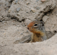 Columbian Ground Squirrel, Okanogan County, Washington
