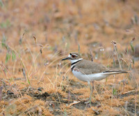 Killdeer in Dewy Fall Grass, Washtucna, Washington