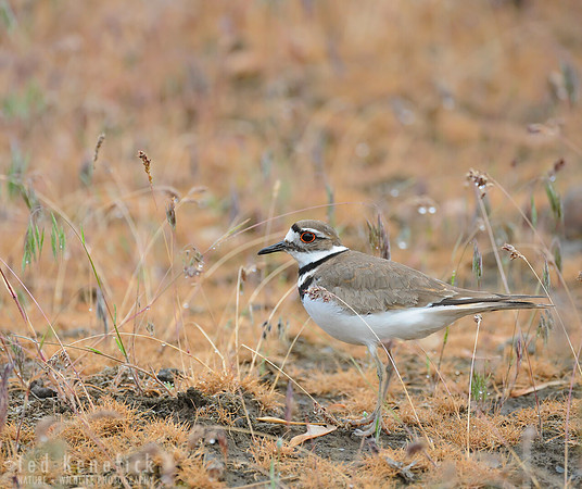 Killdeer in Dewy Fall Grass, Washtucna, Washington