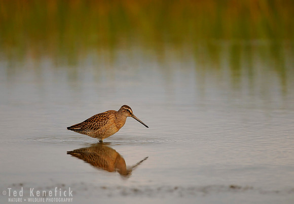 Quiet Pond on Migration, Short-billed Dowitcher, Midway Beach, Washington