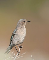 Female Mountain Bluebird, Umtanum Ridge