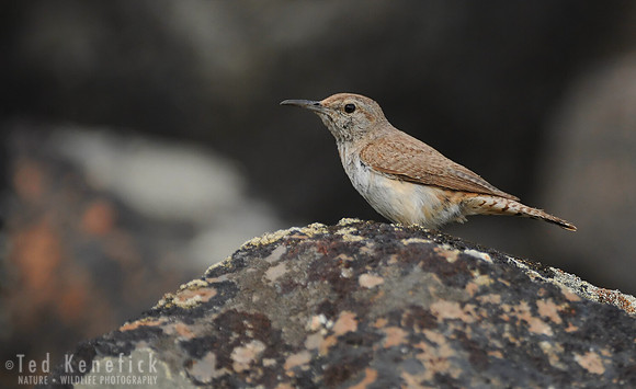 Rock Wren, Douglas County, Washington