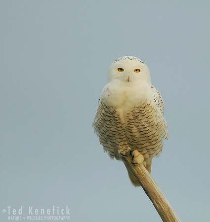 Snowy Owl on Perching Post, Ocean Shores, Washington