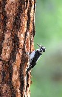 Hairy Woodpecker on Ponderosa, Okanogan County, Washington