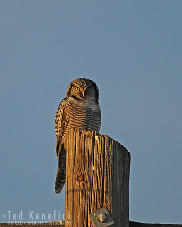 Last Light - Northern Hawk-Owl, Okanogan County, Washington