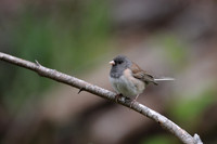 Dark-eyed Junco, Blakely Island, Washington