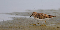 Least Sandpiper Feast, Midway Beach, Washington