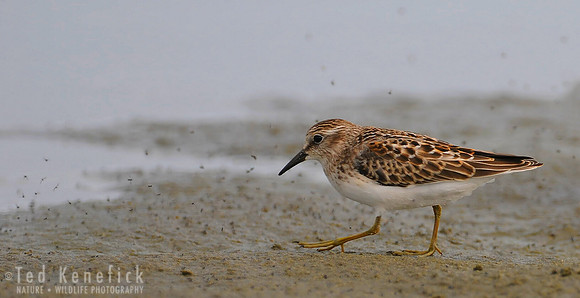Least Sandpiper Feast, Midway Beach, Washington