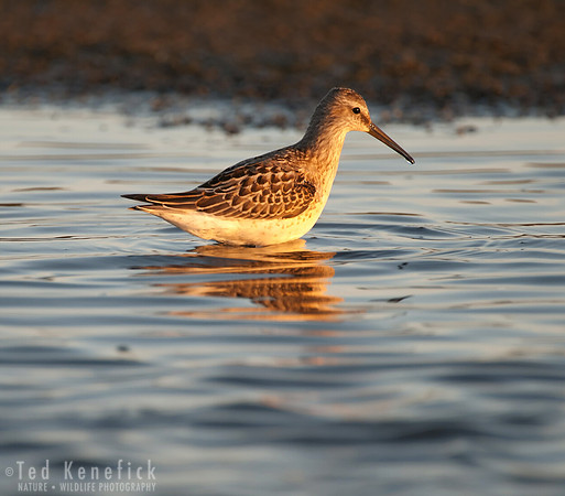 Stilt Sandpiper, Ocean Shores, Washington