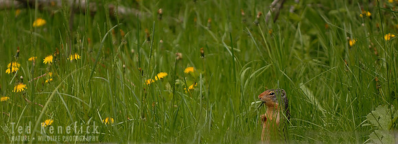 Terror in the Grass - Columbian Ground Squirrel, Waconda, Washington