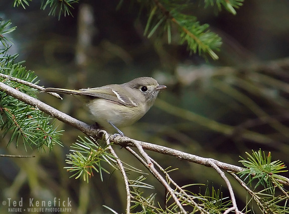 Northwest Green -- Hutton's Vireo, Sequim, Washington