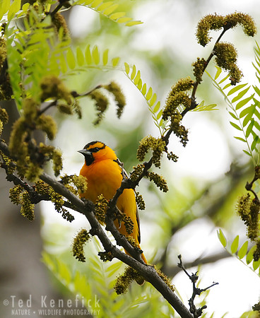 Peak Plumage - Bullock's Oriole, Lyons Ferry State Park, Washington State