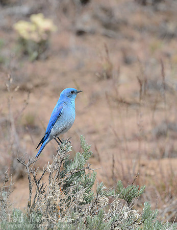 Mountain Bluebird on Sage, Umtanum Ridge, Washington