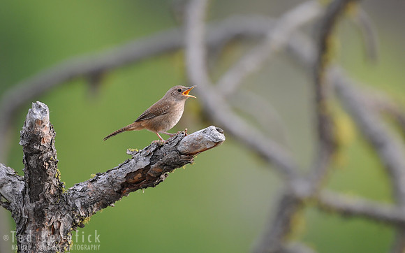 Belting it Out -- House Wren, Okanogan County , Washington
